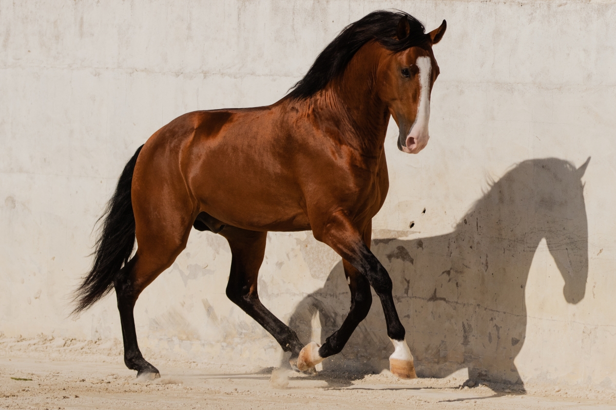 Lusitano horse – Portuguese breed for bullfighting - EQUISHOP